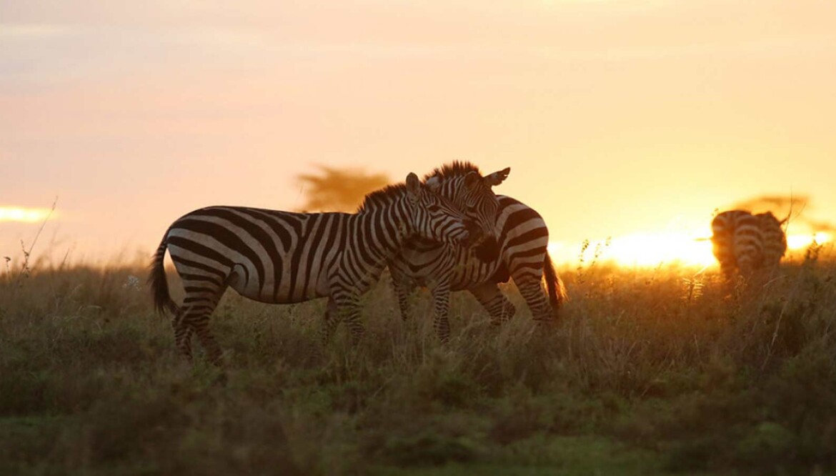 6-Day Camping Safari( Serengeti, Ngorongoro, Manyara)