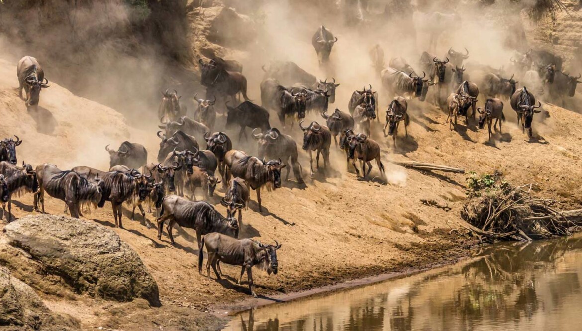 8-Day Ndutu Migration