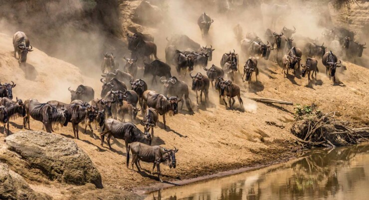 8-Day Ndutu Migration