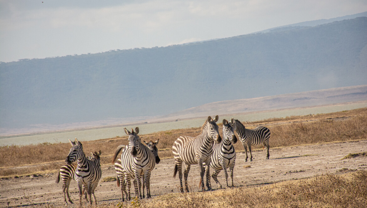 1-Day Journey into the Heart of Ngorongoro Crater