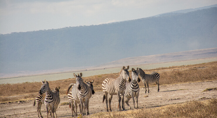 1-Day Journey into the Heart of Ngorongoro Crater