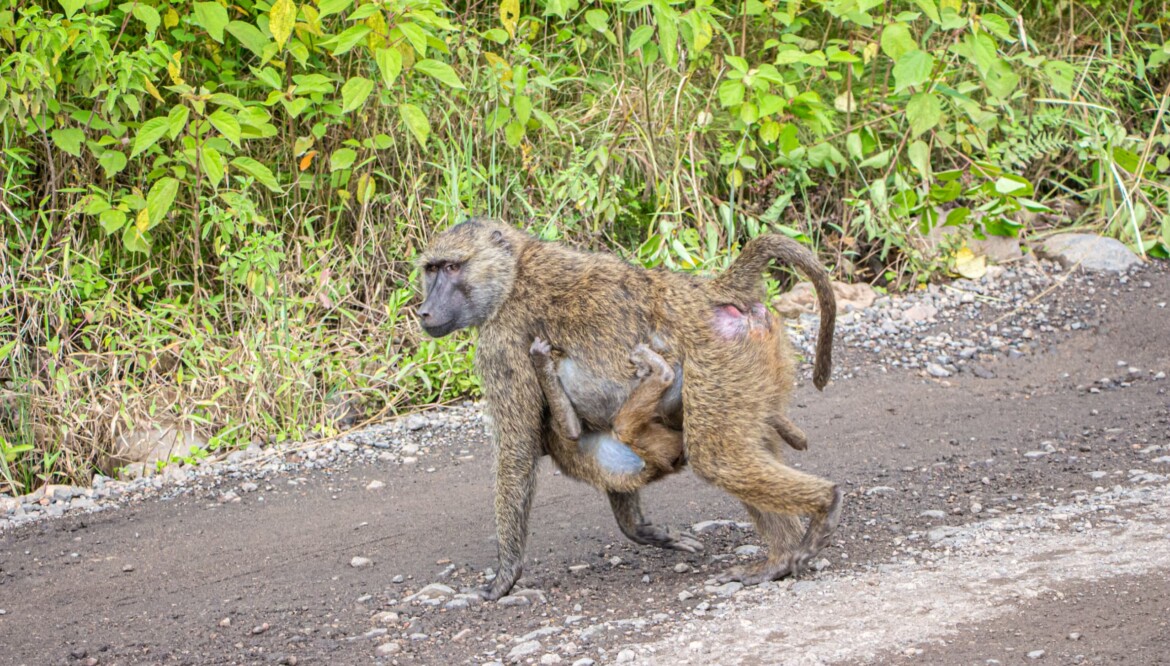 7 Days (Serengeti, Ngorongoro and Tarangire)