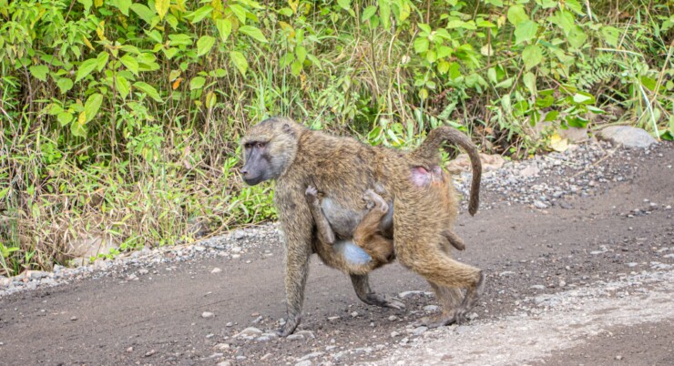 7 Days (Serengeti, Ngorongoro and Tarangire)