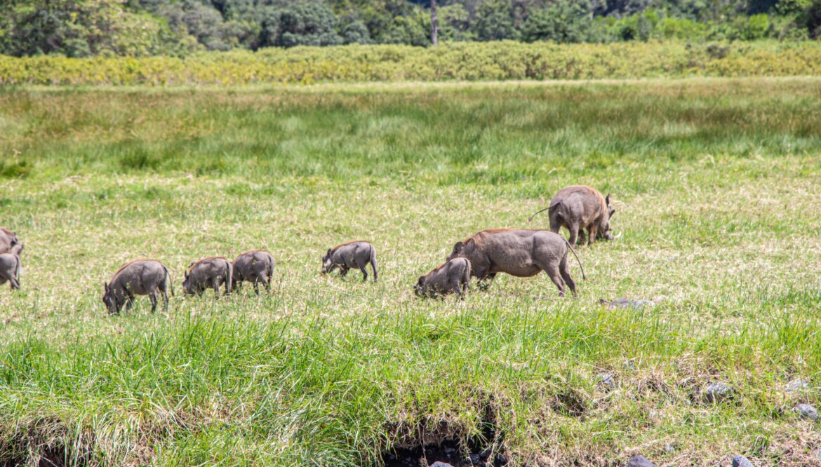 8 Days (Mikumi, Udzungwa and Ruaha)