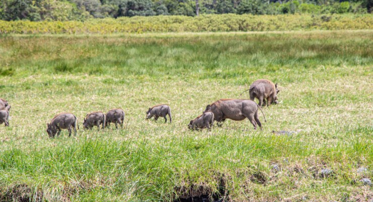 8 Days (Mikumi, Udzungwa and Ruaha)