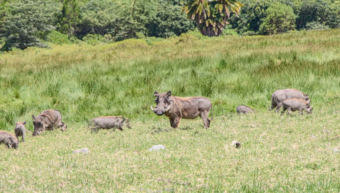 7 Days (Mikumi, Ruaha and Udzungwa)