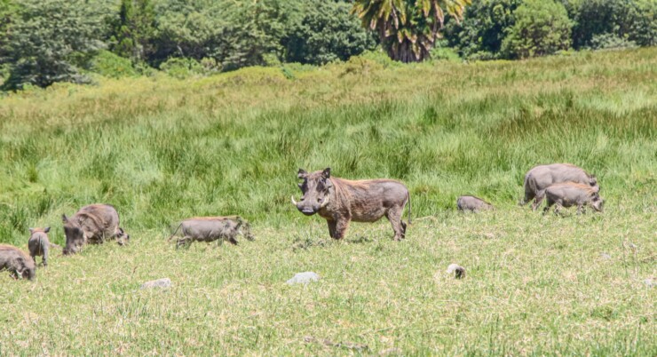 7 Days (Mikumi, Ruaha and Udzungwa)