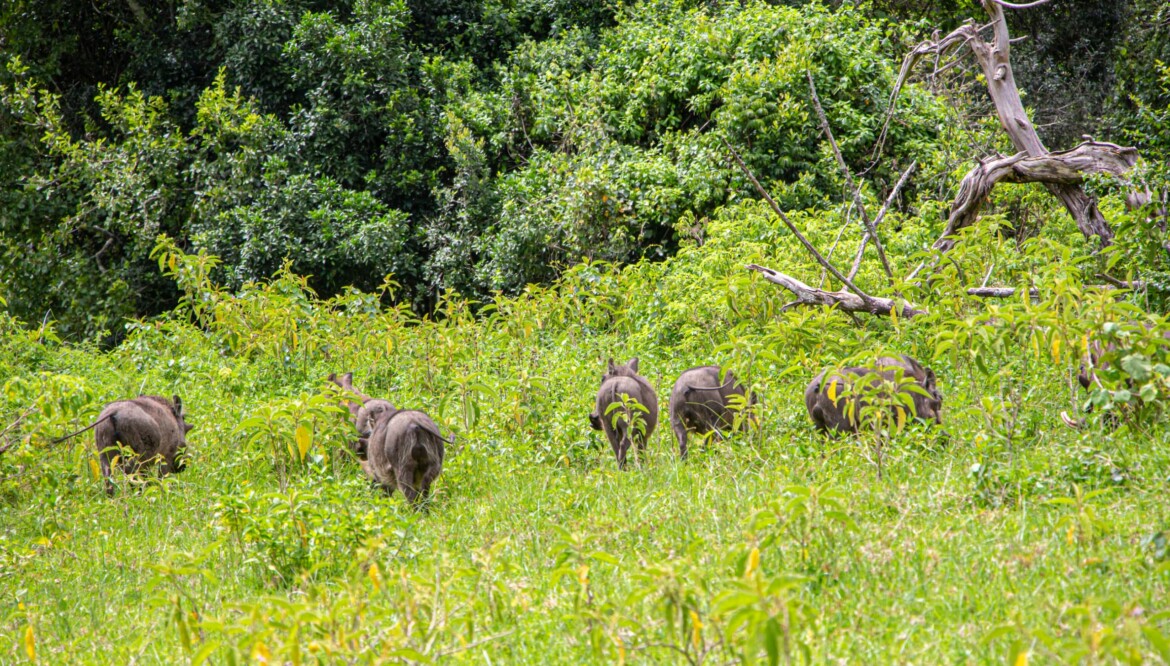 5 Days (Selous,Mikumi and Udzungwa)