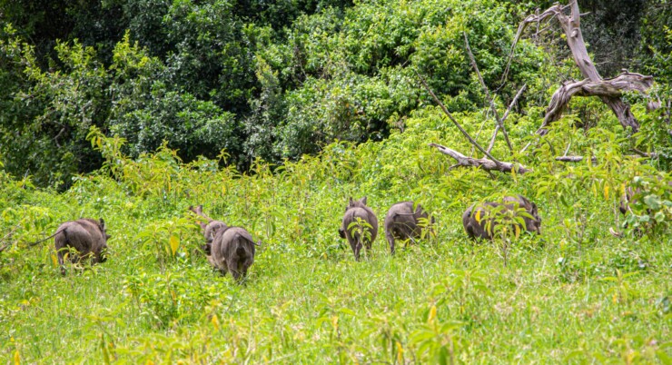 5 Days (Selous,Mikumi and Udzungwa)