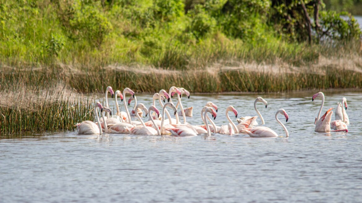 Lake Natron