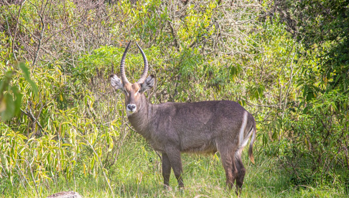 10 Days (Selous,Ruaha,Mikumi and Udzungwa)