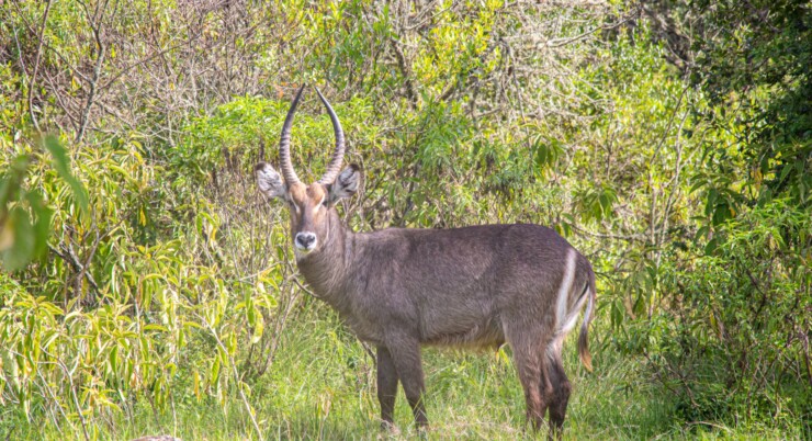 10 Days (Selous,Ruaha,Mikumi and Udzungwa)