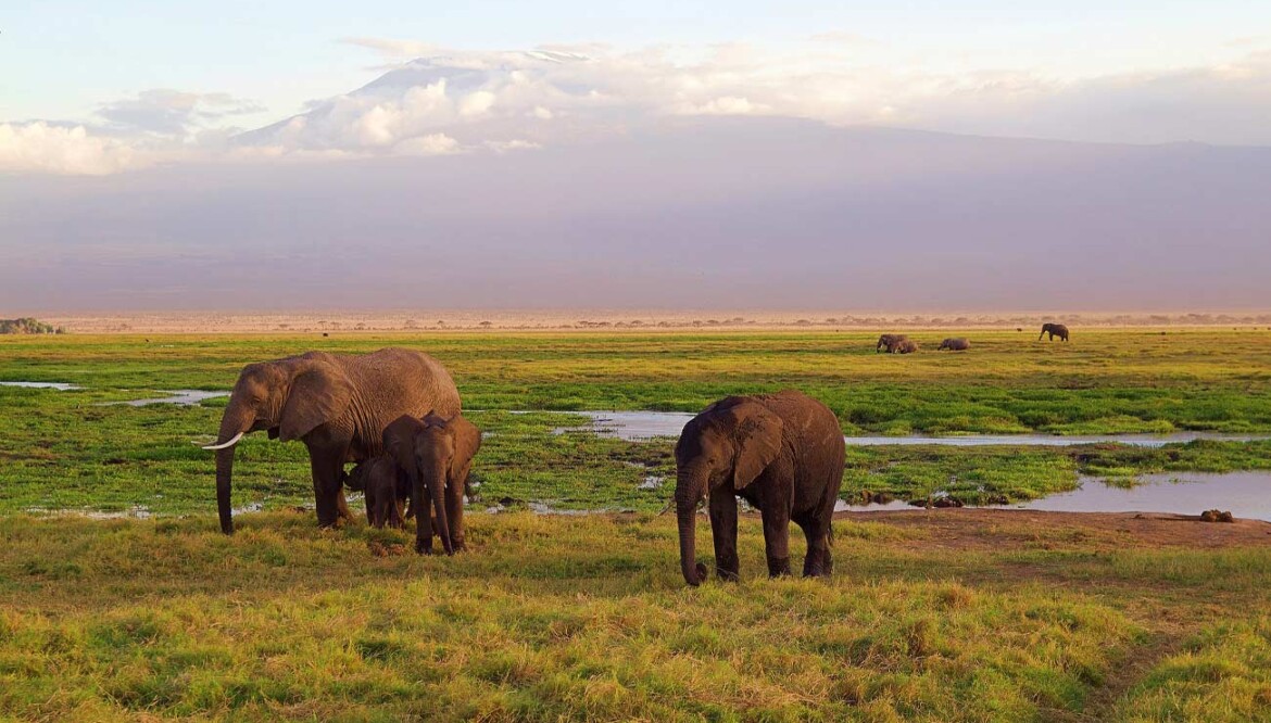 1 Day Walking, and Game Safari in Arusha National Park