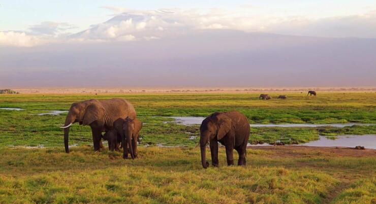 1 Day Walking, and Game Safari in Arusha National Park