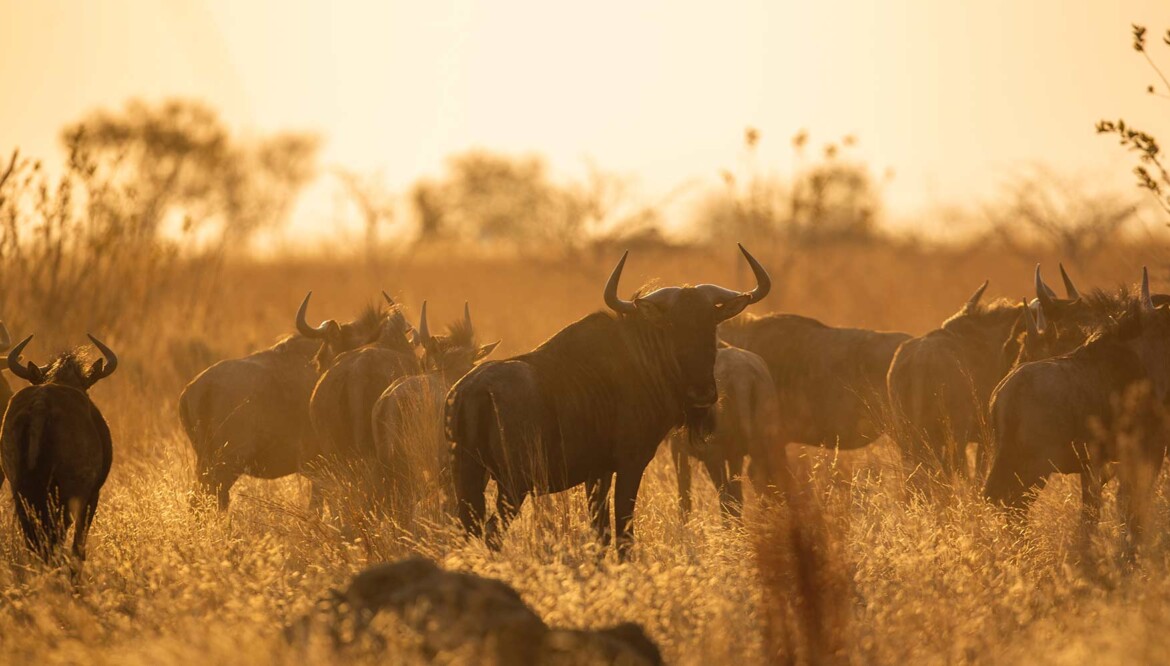 10 Days Serengeti migration