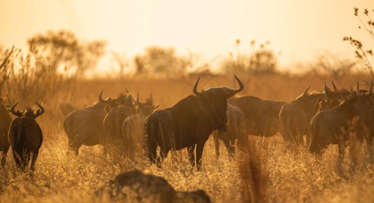 10 Days Serengeti migration