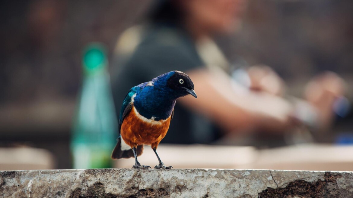 KITULO NATIONAL PARK – God’s Garden”