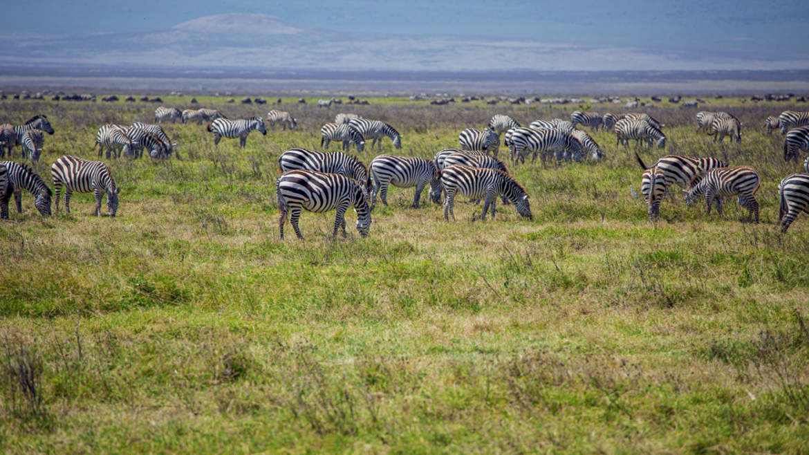 TARANGIRE NATIONAL PARK – A Hidden Gem of Tanzania’s Wilderness