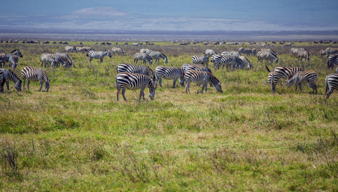 TARANGIRE NATIONAL PARK – A Hidden Gem of Tanzania’s Wilderness