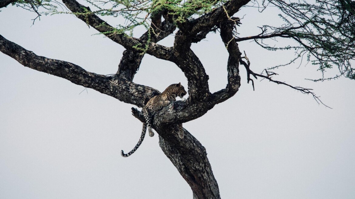 SELOUS/NYERERE NATIONAL PARK – A Wildlife Haven in Tanzania