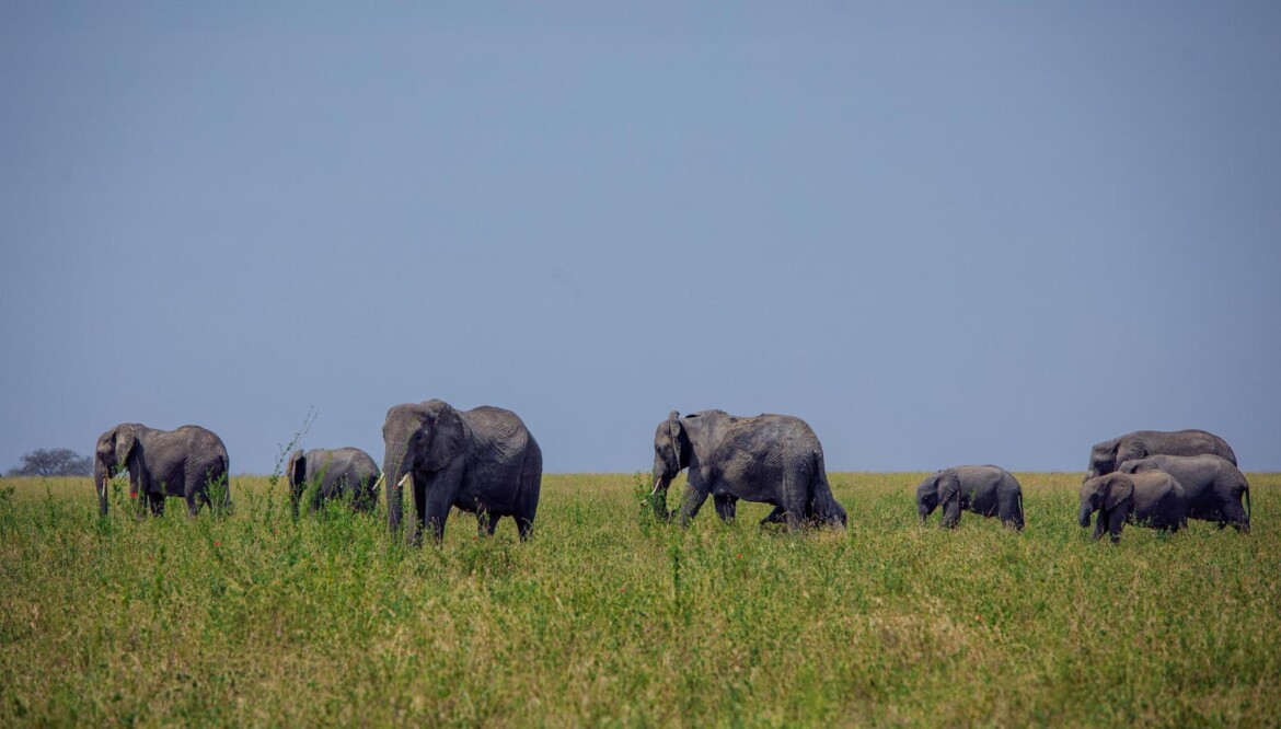 MIKUMI NATIONAL PARK – A Hidden Gem of Wildlife and Adventure