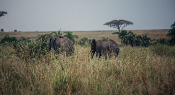 7 Day Northern Tanzania Wildlife Experience