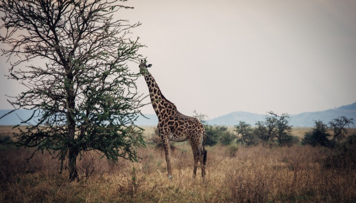 RUAHA NATIONAL PARK – Discover the Wild Beauty of Ruaha National Park