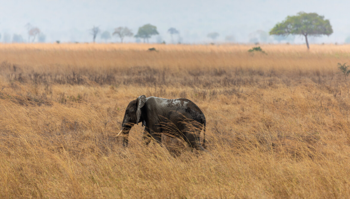 Amboseli National Park: A Spectacular Safari Destination
