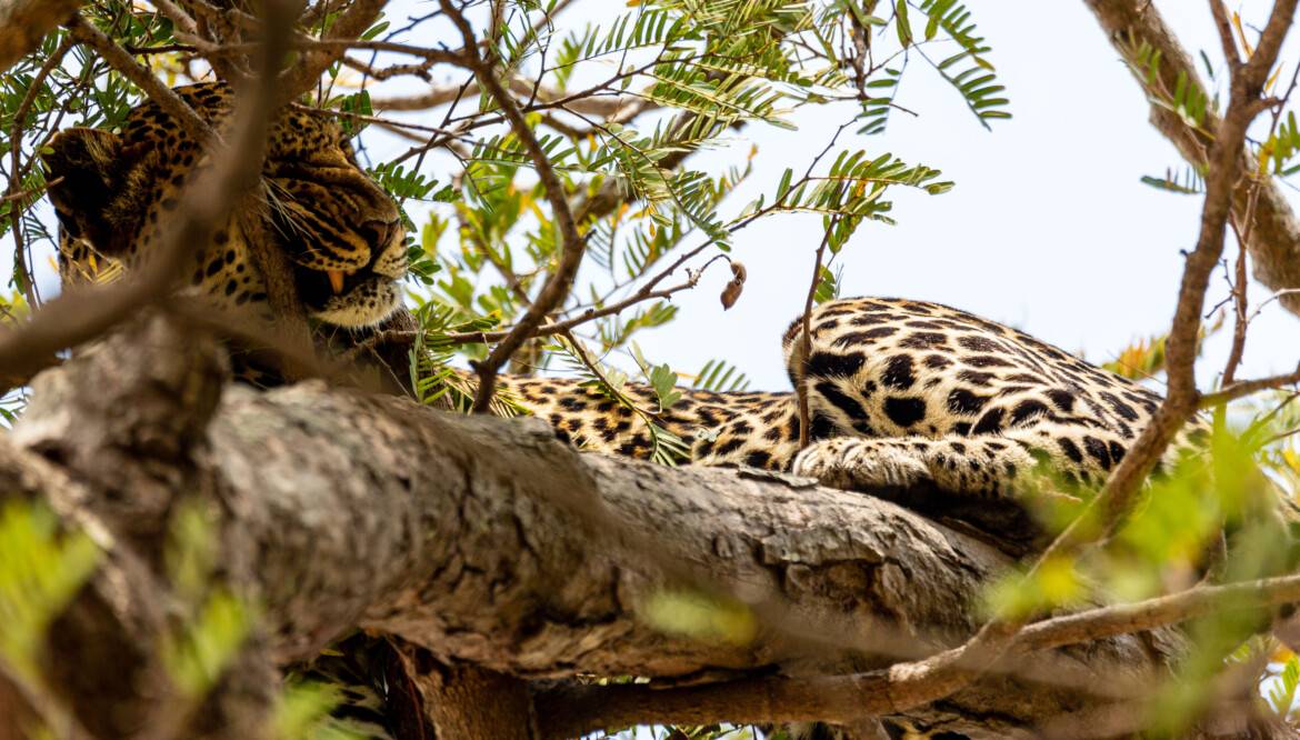 10-Day Luxury Safari: Kenya & Tanzania Adventure