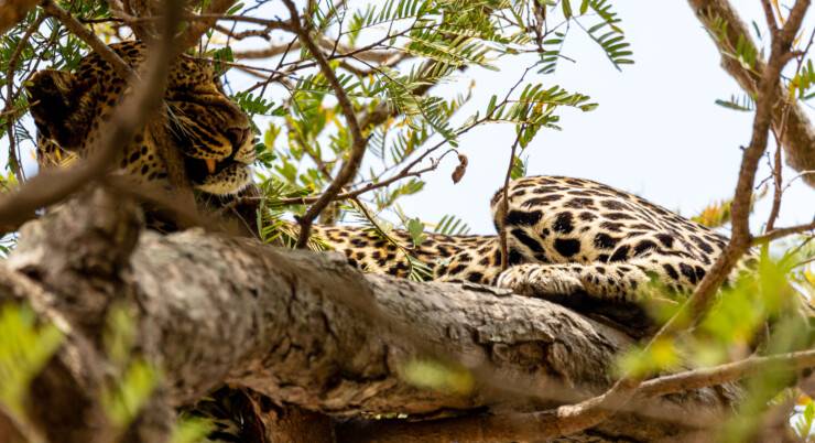 10-Day Luxury Safari: Kenya & Tanzania Adventure