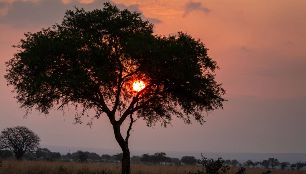 5-Day Tanzania night game experience