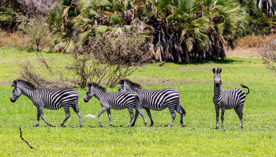 8-Day Kenya & Tanzania Safari Adventure