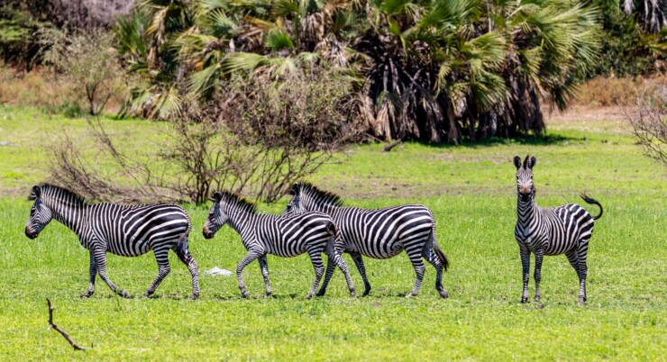 8-Day Kenya & Tanzania Safari Adventure