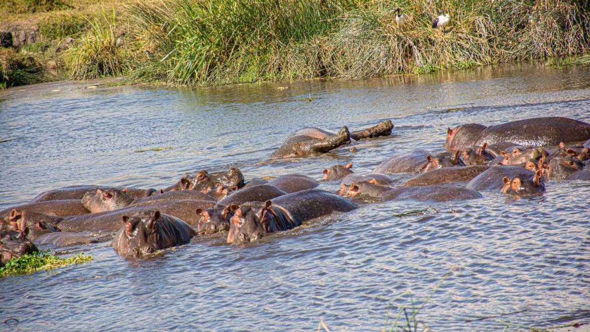 KATAVI NATIONAL PARK – Explore and discover the true wilderness of Katavi National Park!