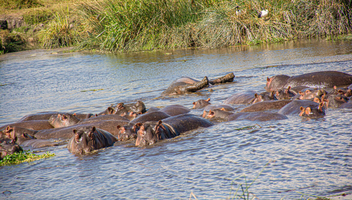 KATAVI NATIONAL PARK – Explore and discover the true wilderness of Katavi National Park!