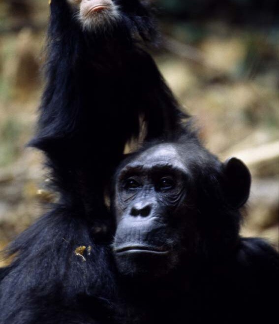 GOMBE NATIONAL PARK – A Chimpanzee Paradise on the Shores of Lake Tanganyika