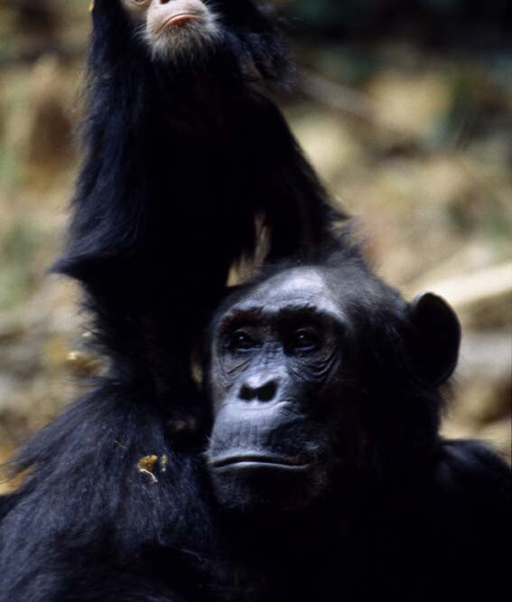 GOMBE NATIONAL PARK – A Chimpanzee Paradise on the Shores of Lake Tanganyika