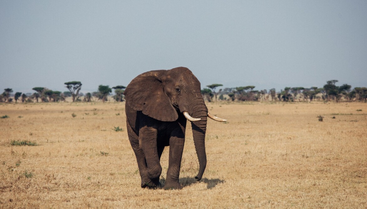 6 Day Tanzania Wildlife Safari