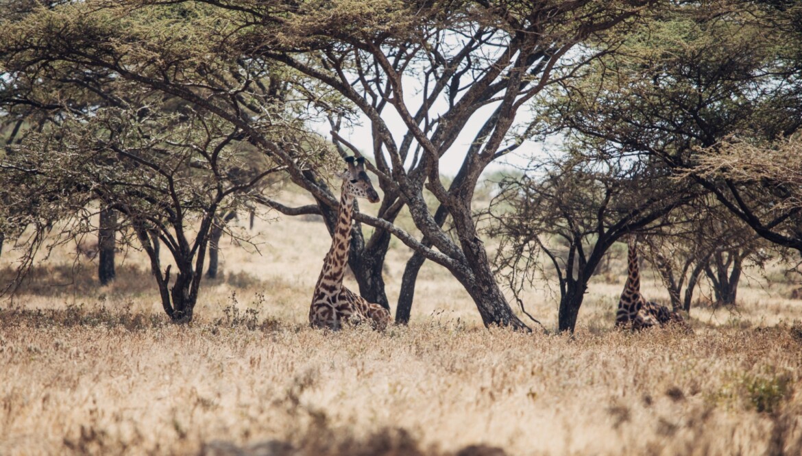 10 Day Tanzania Wildlife Adventure