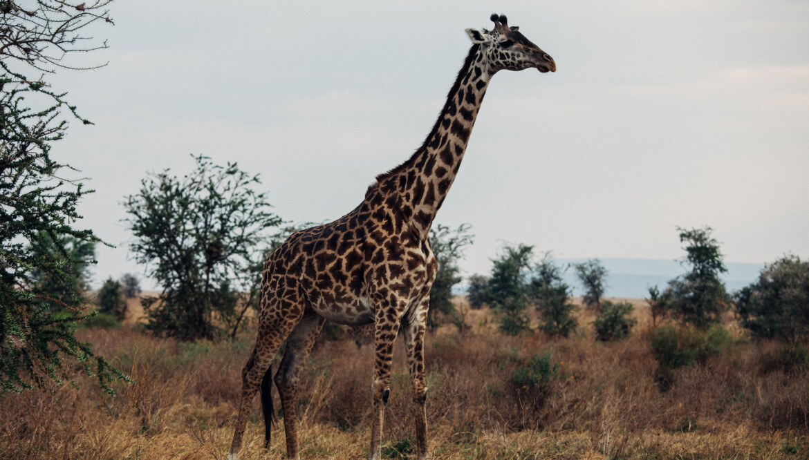 4 Days Ndutu Migration (Tarangire, Serengeti and Ngororngoro)