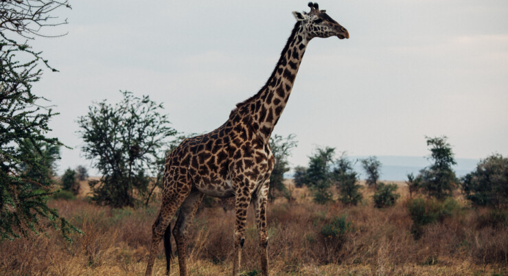 4 Days Ndutu Migration (Tarangire, Serengeti and Ngororngoro)