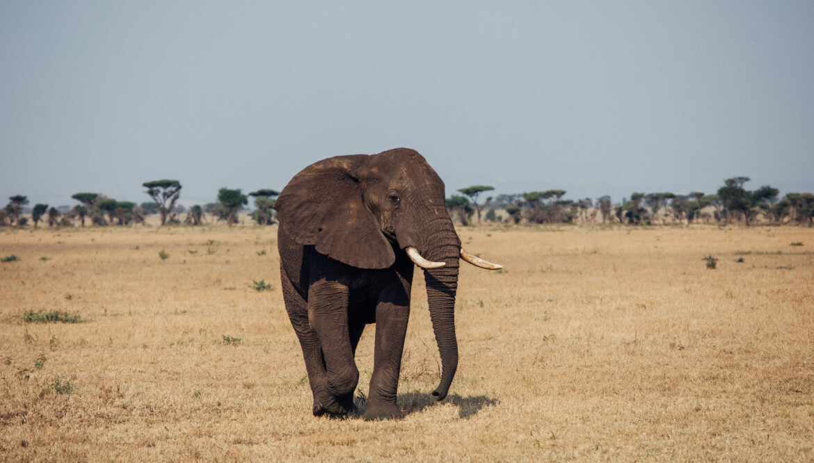 4 Days From Zanzibar to the Wilds of Tanzania