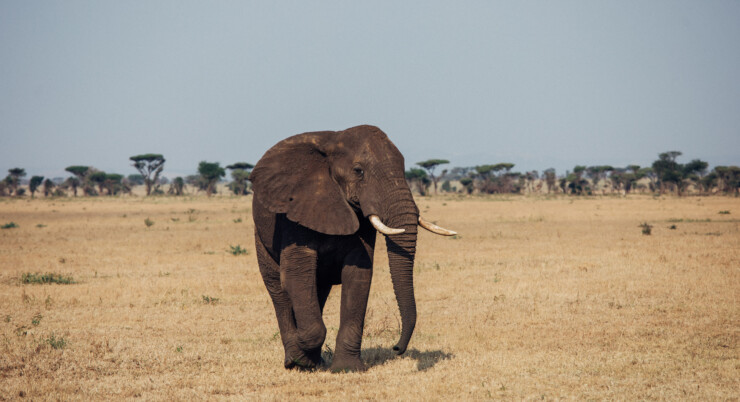 4 Days From Zanzibar to the Wilds of Tanzania