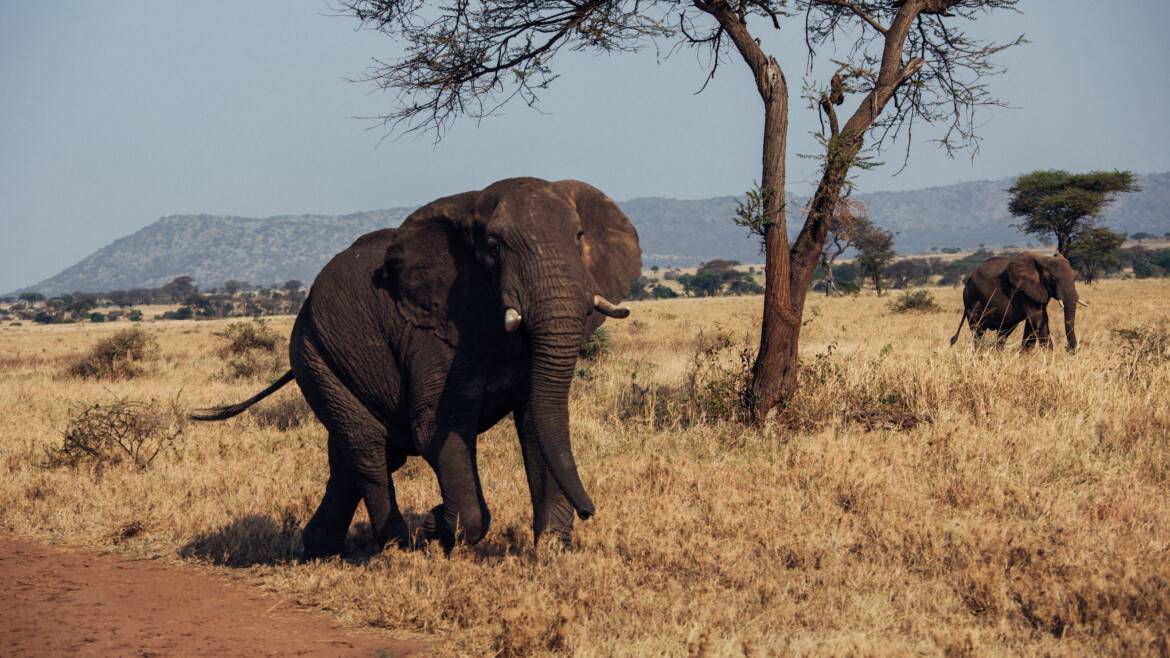 TARANGIRE NATIONAL PARK – A Hidden Gem of Tanzania’s Wilderness