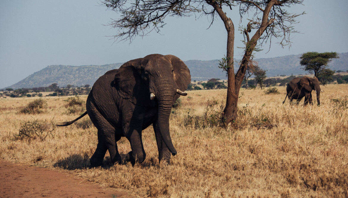 TARANGIRE NATIONAL PARK – A Hidden Gem of Tanzania’s Wilderness