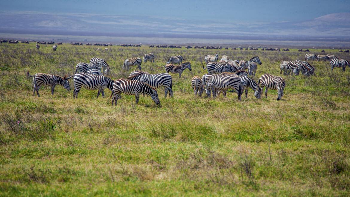 Maasai Mara National Park: Kenya’s Ultimate Safari Destination