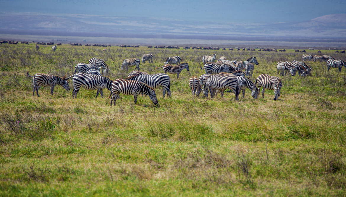 3 Day Adventure to Tarangire, Ngororngoro & Lake Manyara.