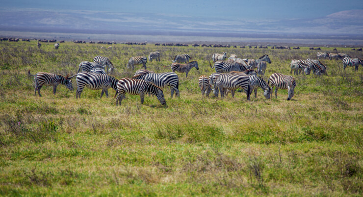 3 Day Adventure to Tarangire, Ngororngoro & Lake Manyara.