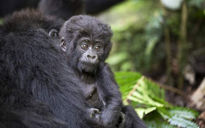 Gorilla Trekking Adventure in Bwindi