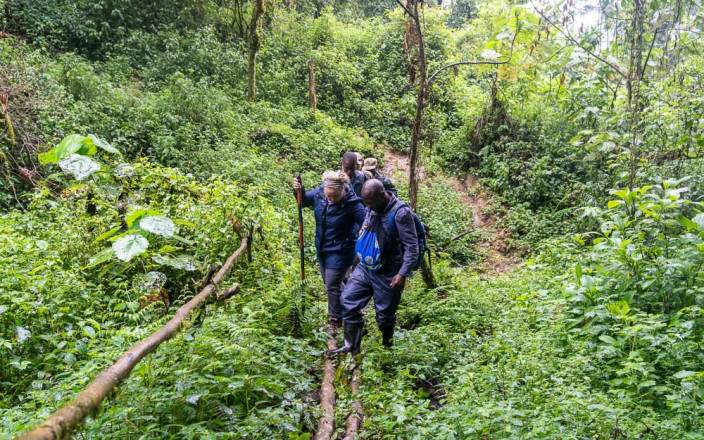 Gorilla Trekking Adventure in Bwindi
